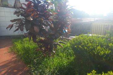 Casa Térrea à venda na Vila dos Remédios na Rua Lopo Homem