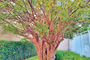 Apartamento à venda no Bairro da Chácara São João na Rua José Galdino de Lucena 143,