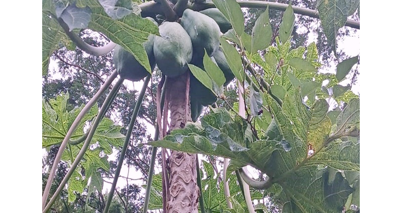  Chácara à venda em Cajamar no Bairro do Vau Novo 